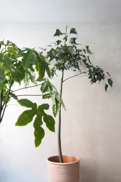Danskavlede Planter|Kærlighedstræer^PLANT Kærlighedstræ (Fingerblad) stor