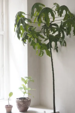 Danskavlede Planter|Kærlighedstræer^PLANT Kærlighedstræ (Fingerblad) stor