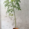 Gulvplanter Og Store Træer|Danskavlede Planter^PLANT Kærlighedstræ (fingerblad) stor I
