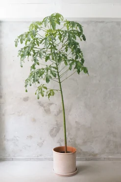 Gulvplanter Og Store Træer|Danskavlede Planter^PLANT Kærlighedstræ (fingerblad) stor I