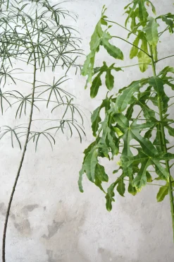 Gulvplanter Og Store Træer|Danskavlede Planter^PLANT Kærlighedstræ (fingerblad) stor I