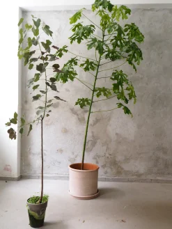 Gulvplanter Og Store Træer|Danskavlede Planter^PLANT Kærlighedstræ (fingerblad) stor I