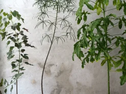 Gulvplanter Og Store Træer|Danskavlede Planter^PLANT Kærlighedstræ (fingerblad) stor I