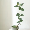 Danskavlede Planter|Kærlighedstræer^PLANT Kærlighedstræ (Hjerteblad)