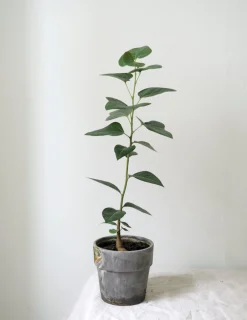 Danskavlede Planter|Kærlighedstræer^PLANT Kærlighedstræ (Hjerteblad)