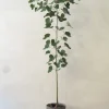 Gulvplanter Og Store Træer|Danskavlede Planter^PLANT Kærlighedstræ (Hjerteblad) medium I