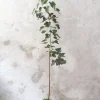 Gulvplanter Og Store Træer|Danskavlede Planter^PLANT Kærlighedstræ (hjerteblad) stor