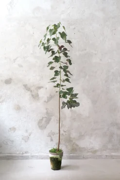 Gulvplanter Og Store Træer|Danskavlede Planter^PLANT Kærlighedstræ (hjerteblad) stor