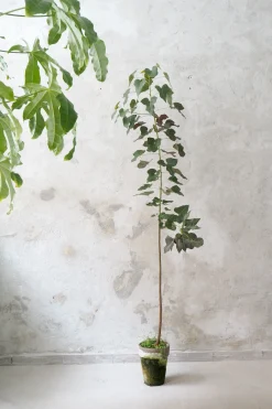Gulvplanter Og Store Træer|Danskavlede Planter^PLANT Kærlighedstræ (hjerteblad) stor
