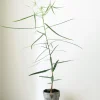 Danskavlede Planter|Kærlighedstræer^PLANT Kærlighedstræ (Stjerneblad)
