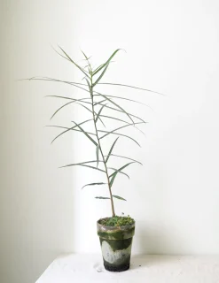 Danskavlede Planter|Kærlighedstræer^PLANT Kærlighedstræ (Stjerneblad)