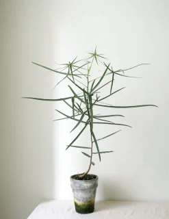 Danskavlede Planter|Kærlighedstræer^PLANT Kærlighedstræ (Stjerneblad)
