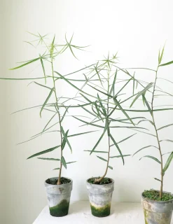 Danskavlede Planter|Kærlighedstræer^PLANT Kærlighedstræ (Stjerneblad)