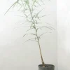 Danskavlede Planter|Kærlighedstræer^PLANT Kærlighedstræ (Stjerneblad) medium