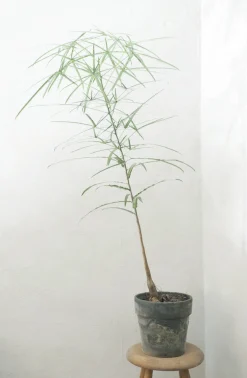Danskavlede Planter|Kærlighedstræer^PLANT Kærlighedstræ (Stjerneblad) medium