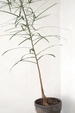 Danskavlede Planter|Kærlighedstræer^PLANT Kærlighedstræ (Stjerneblad) medium