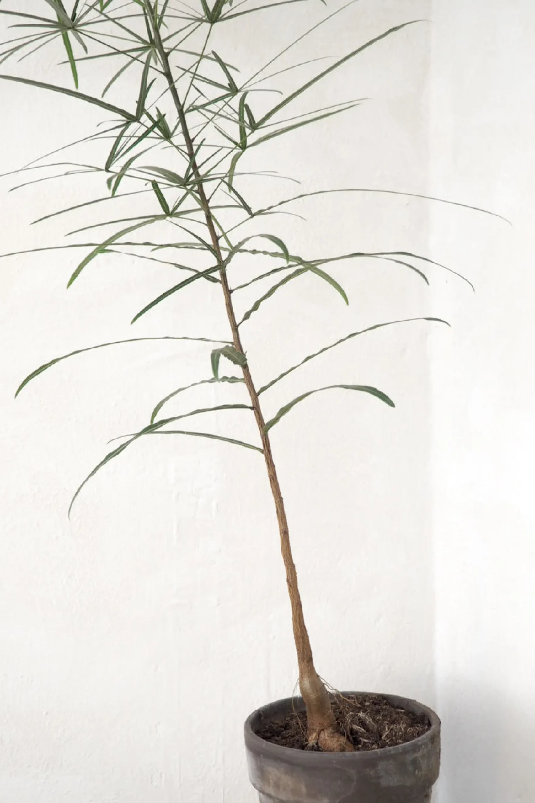 Danskavlede Planter|Kærlighedstræer^PLANT Kærlighedstræ (Stjerneblad) medium