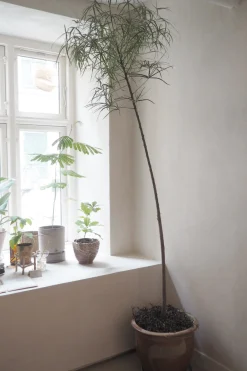 Danskavlede Planter|Kærlighedstræer^PLANT Kærlighedstræ (Stjerneblad) Stor