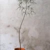 Gulvplanter Og Store Træer|Danskavlede Planter^PLANT Kærlighedstræ (Stjerneblad) stor