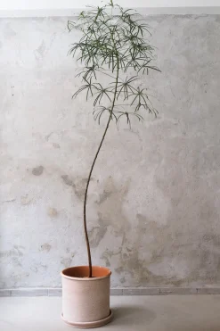Gulvplanter Og Store Træer|Danskavlede Planter^PLANT Kærlighedstræ (Stjerneblad) stor