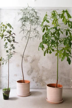 Gulvplanter Og Store Træer|Danskavlede Planter^PLANT Kærlighedstræ (Stjerneblad) stor