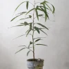 Danskavlede Planter|Kærlighedstræer^PLANT Kærlighedstræ (Trefod)