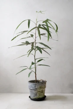 Danskavlede Planter|Kærlighedstræer^PLANT Kærlighedstræ (Trefod)