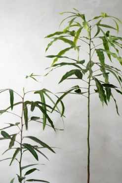 Danskavlede Planter|Kærlighedstræer^PLANT Kærlighedstræ (Trefod)