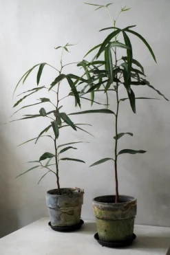 Danskavlede Planter|Kærlighedstræer^PLANT Kærlighedstræ (Trefod)