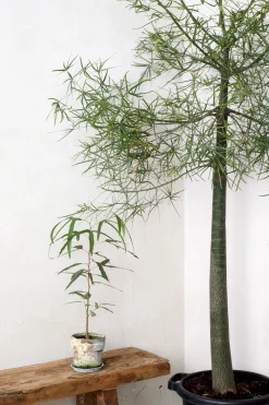 Danskavlede Planter|Kærlighedstræer^PLANT Kærlighedstræ (Trefod)