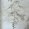 Danskavlede Planter|Kærlighedstræer^PLANT Kærlighedstræ (Trefod) medium