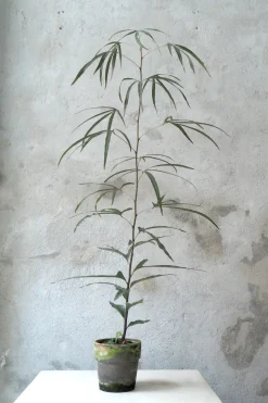 Danskavlede Planter|Kærlighedstræer^PLANT Kærlighedstræ (Trefod) medium