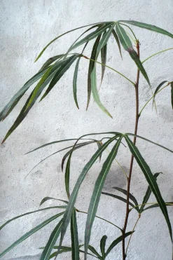 Danskavlede Planter|Kærlighedstræer^PLANT Kærlighedstræ (Trefod) medium