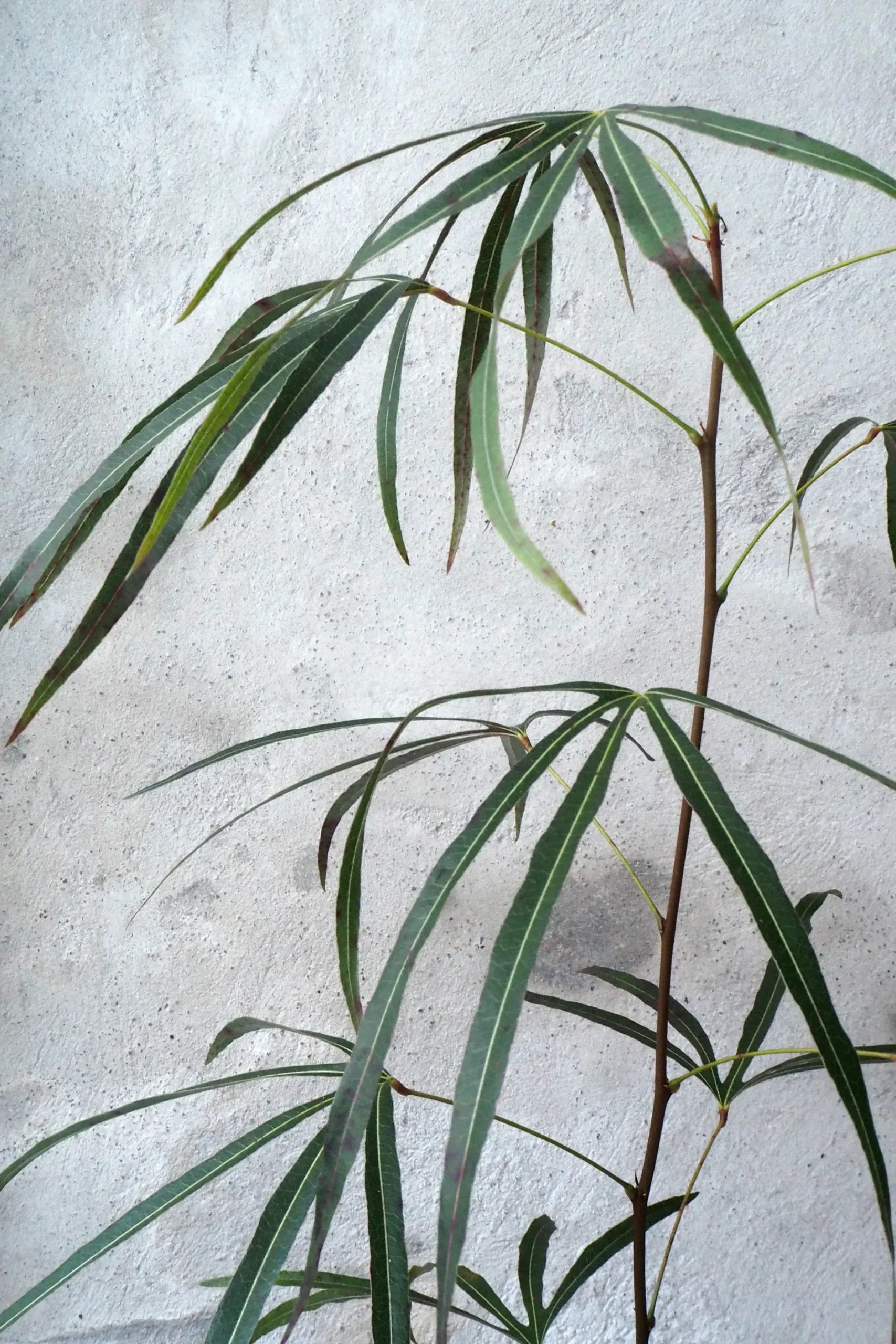 Danskavlede Planter|Kærlighedstræer^PLANT Kærlighedstræ (Trefod) medium