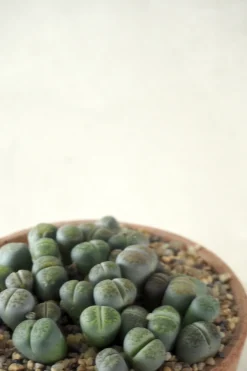 Ørkenplanter Og Knoldplanter^PLANT Levende Sten - lesliei