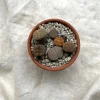 Ørkenplanter Og Knoldplanter^PLANT Levende sten - Lithops