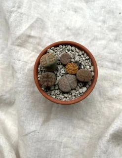 Ørkenplanter Og Knoldplanter^PLANT Levende sten - Lithops
