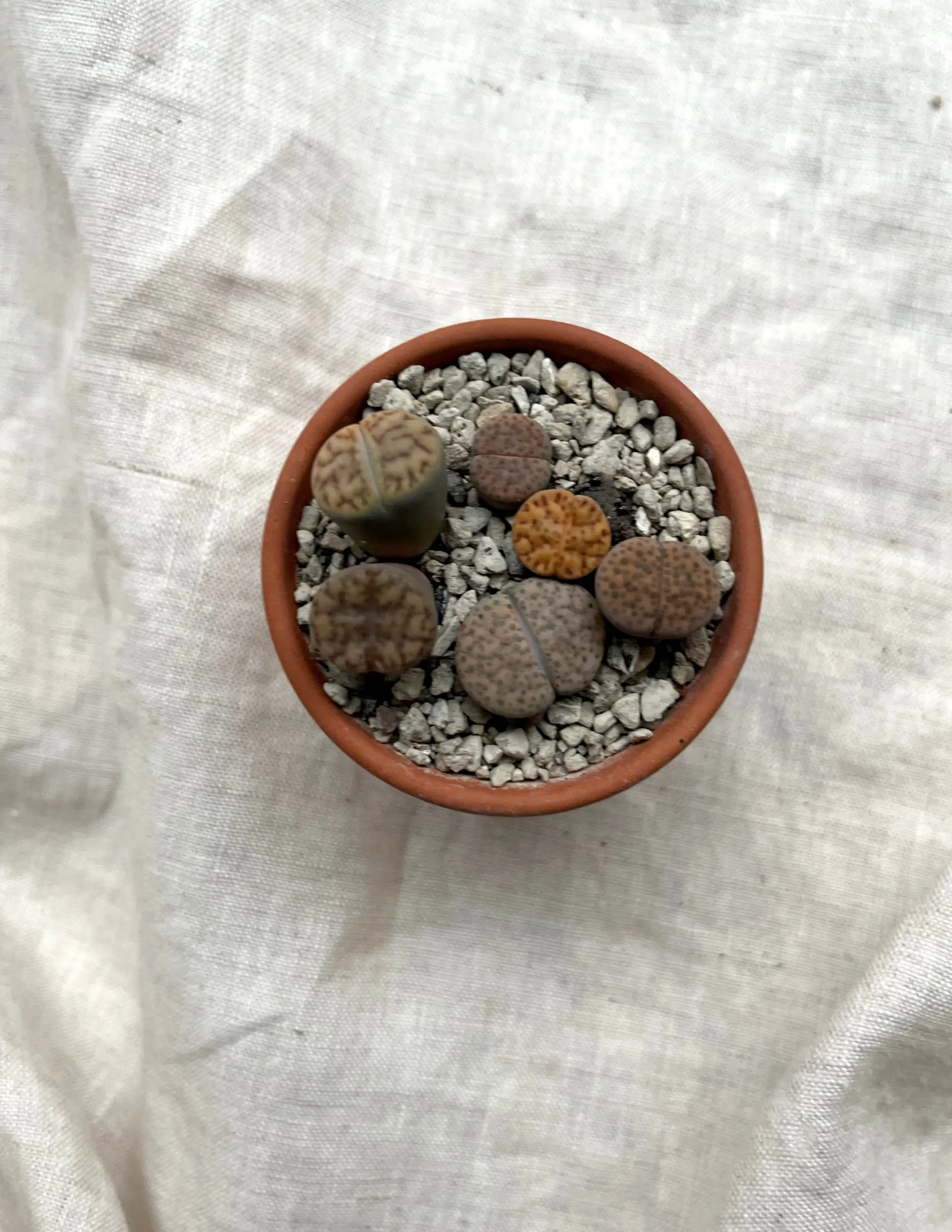 Ørkenplanter Og Knoldplanter^PLANT Levende sten - Lithops
