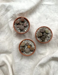 Ørkenplanter Og Knoldplanter^PLANT Levende sten - Lithops