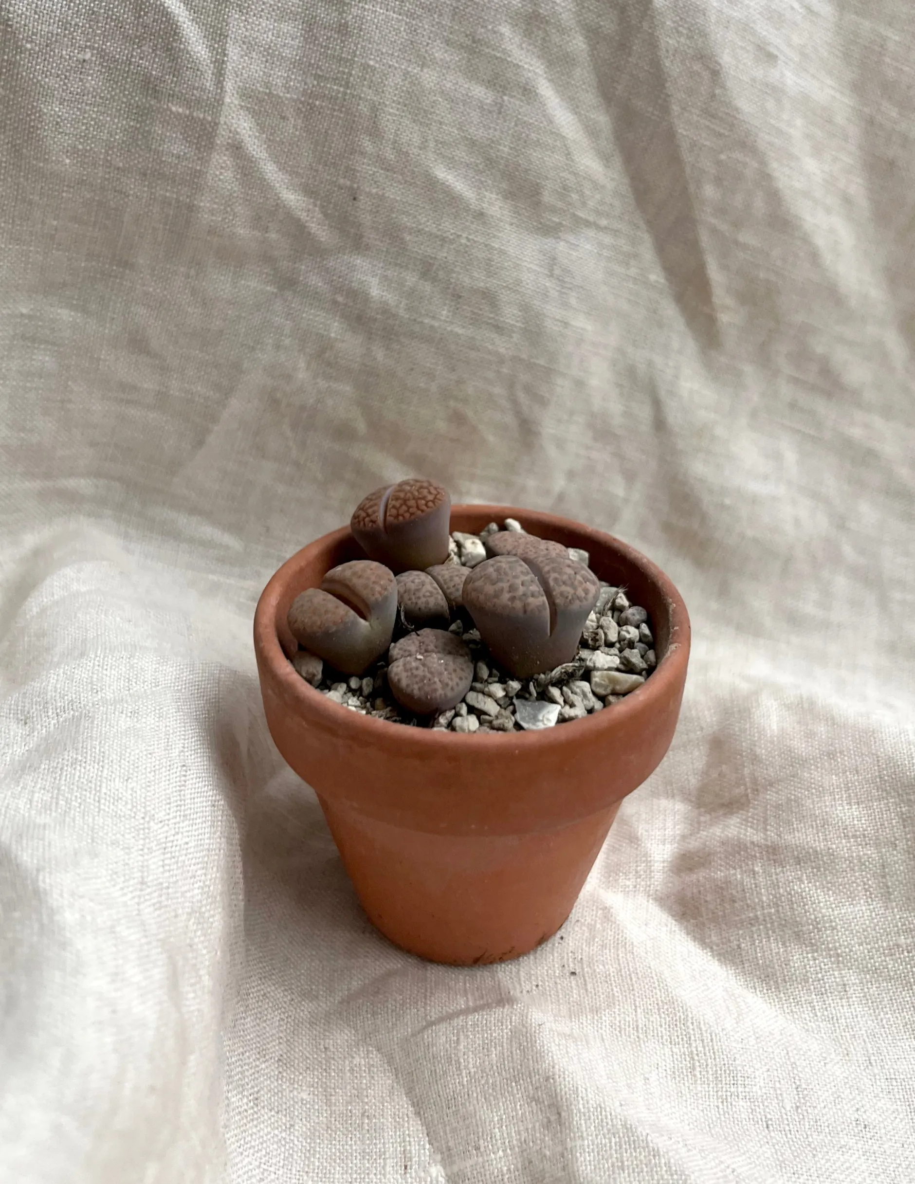 Ørkenplanter Og Knoldplanter^PLANT Levende sten - Lithops