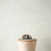 Ørkenplanter Og Knoldplanter^PLANT Levende Sten - mini