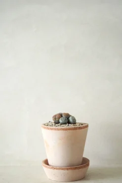 Ørkenplanter Og Knoldplanter^PLANT Levende Sten - mini