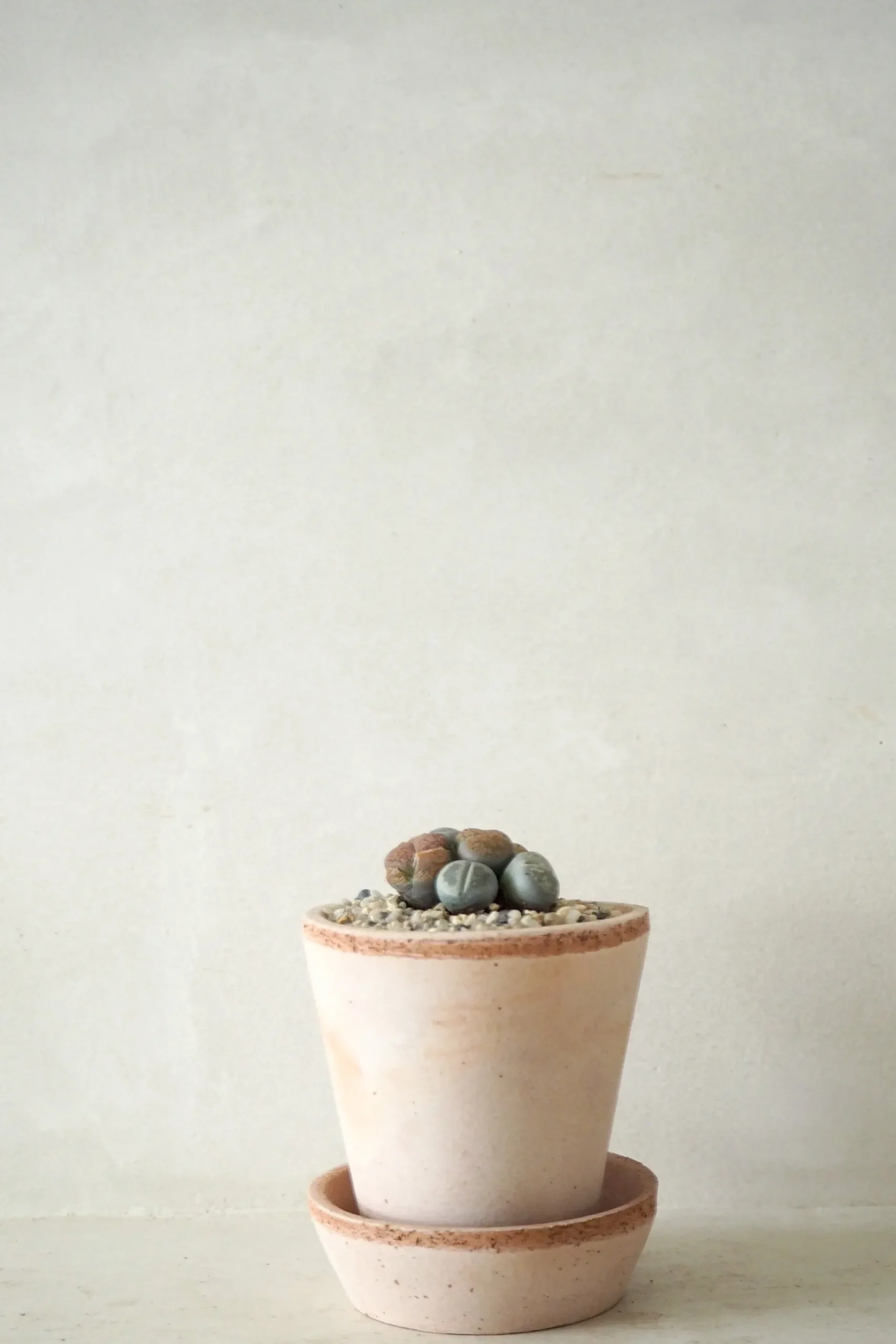 Ørkenplanter Og Knoldplanter^PLANT Levende Sten - mini