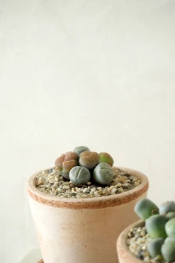 Ørkenplanter Og Knoldplanter^PLANT Levende Sten - mini