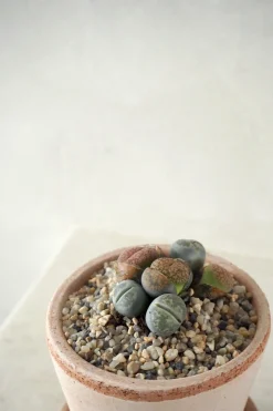 Ørkenplanter Og Knoldplanter^PLANT Levende Sten - mini