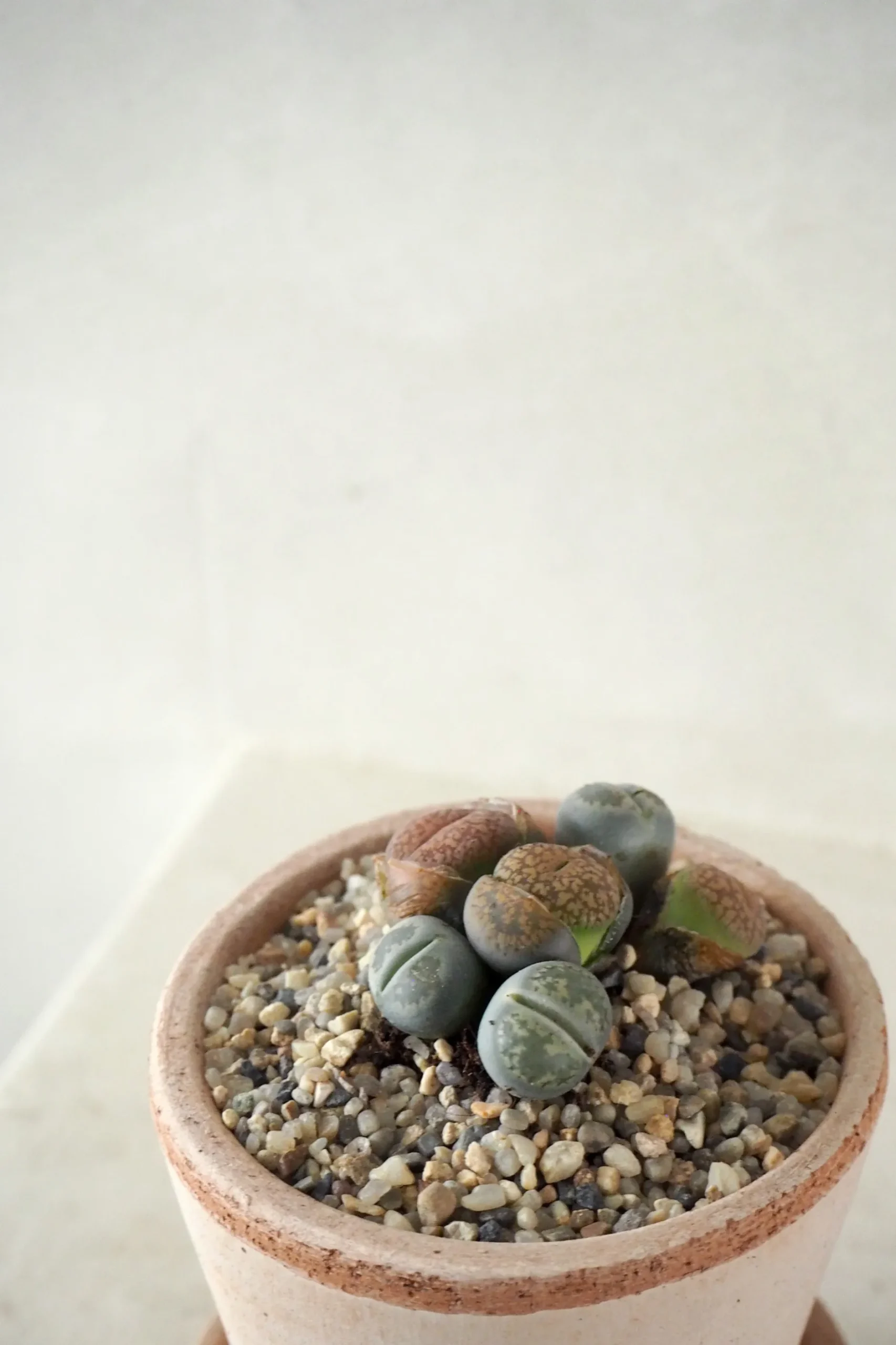 Ørkenplanter Og Knoldplanter^PLANT Levende Sten - mini