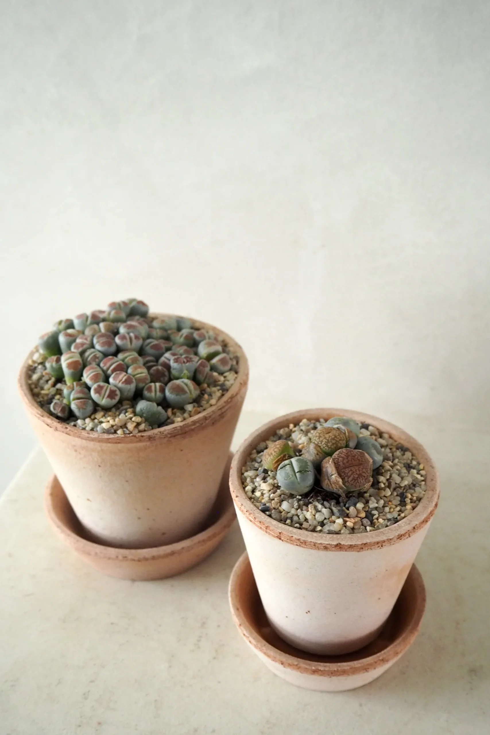 Ørkenplanter Og Knoldplanter^PLANT Levende Sten - mini