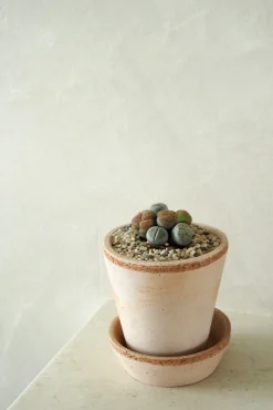 Ørkenplanter Og Knoldplanter^PLANT Levende Sten - mini
