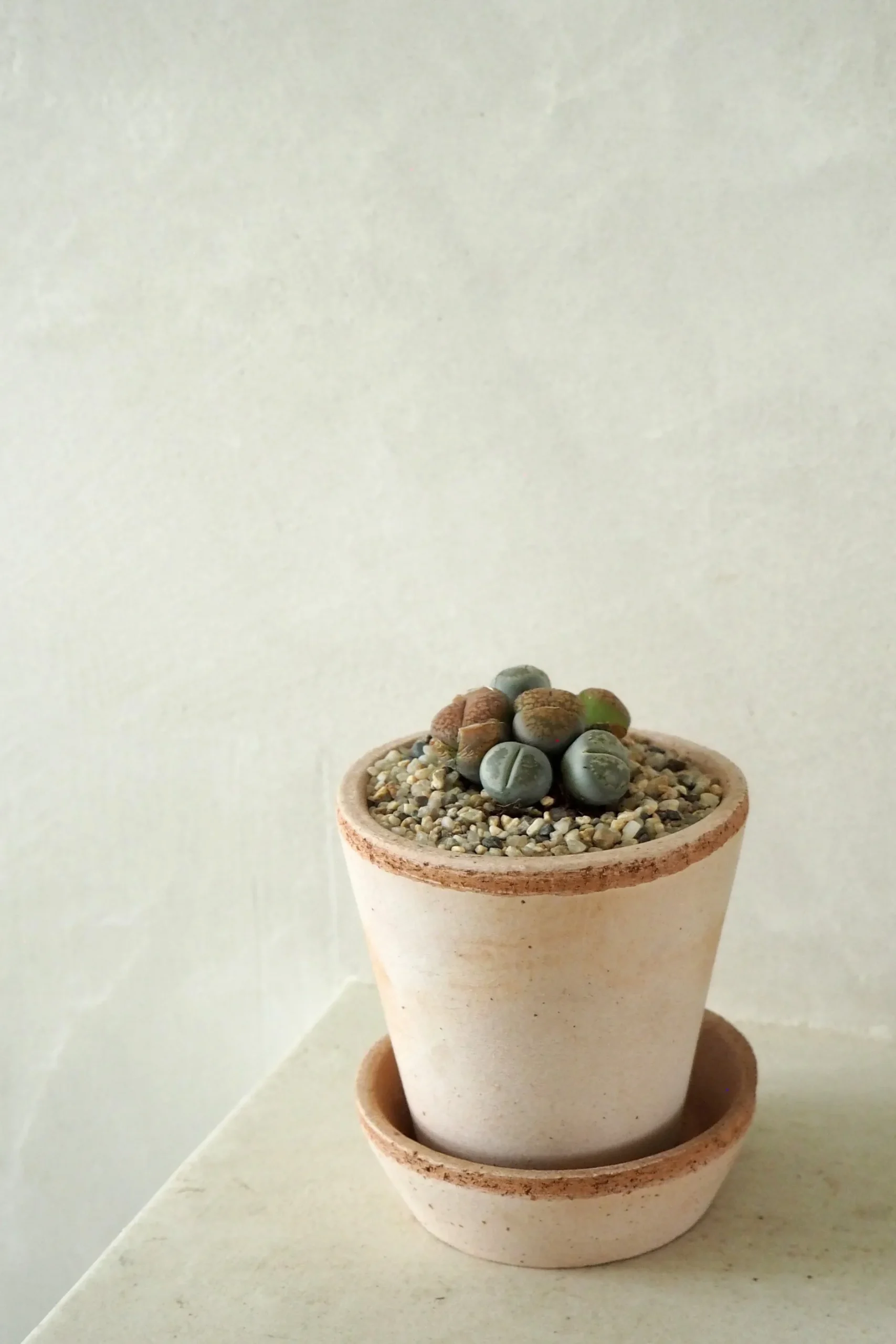 Ørkenplanter Og Knoldplanter^PLANT Levende Sten - mini