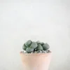 Ørkenplanter Og Knoldplanter^PLANT Levende Sten - Pleiospilos Nelii Green